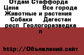 Отдам Стаффорда › Цена ­ 2 000 - Все города Животные и растения » Собаки   . Дагестан респ.,Геологоразведка п.